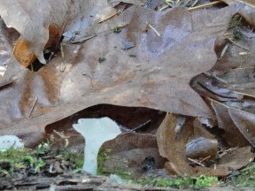 Translucent white fungus